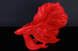 Preview: Deko Fisch Crowntail